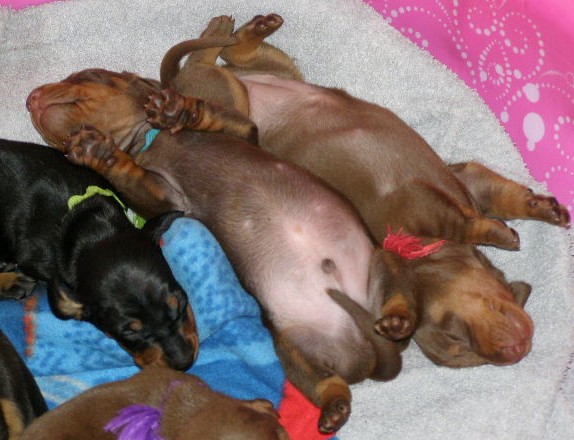 standard smooth dachshund puppies