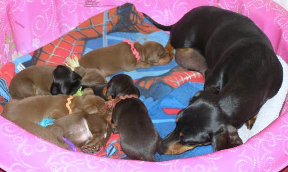 standard smooth dachshund puppies