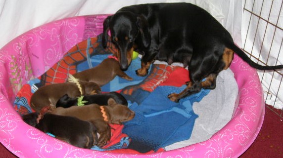 standard smooth dachshund puppies