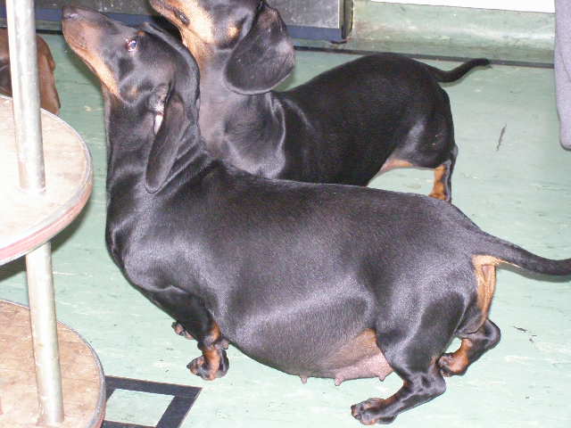 pregnant standard smooth dachshund