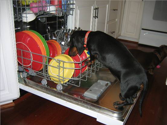 standard dachshund puppy in the dishwasher