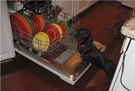 standard dachshund licks dishes in the dishwasher