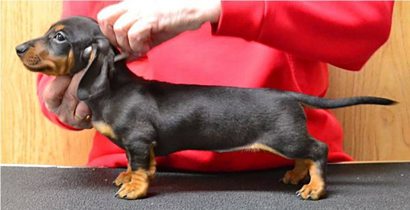 Black and Tan Dachshund Puppy