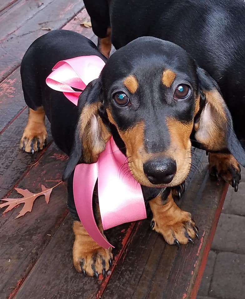 dachshund puppy for sale
