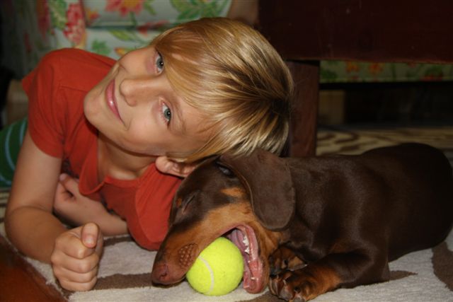 chocolate and tan standard smooth dachshund