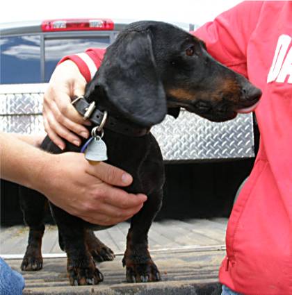 European dachshund head