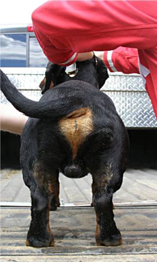 rear of dachshund