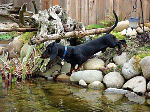 Danish black and tan standard dachshund stud