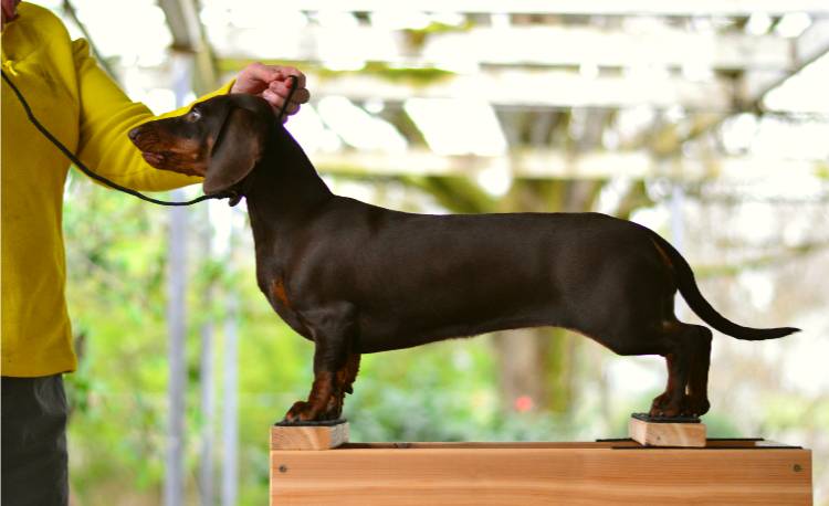 chocolate and tan standard dachshund