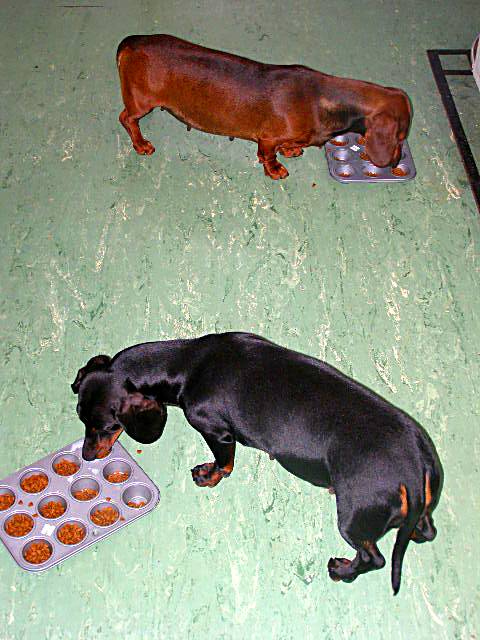 pregnant dachshunds eating