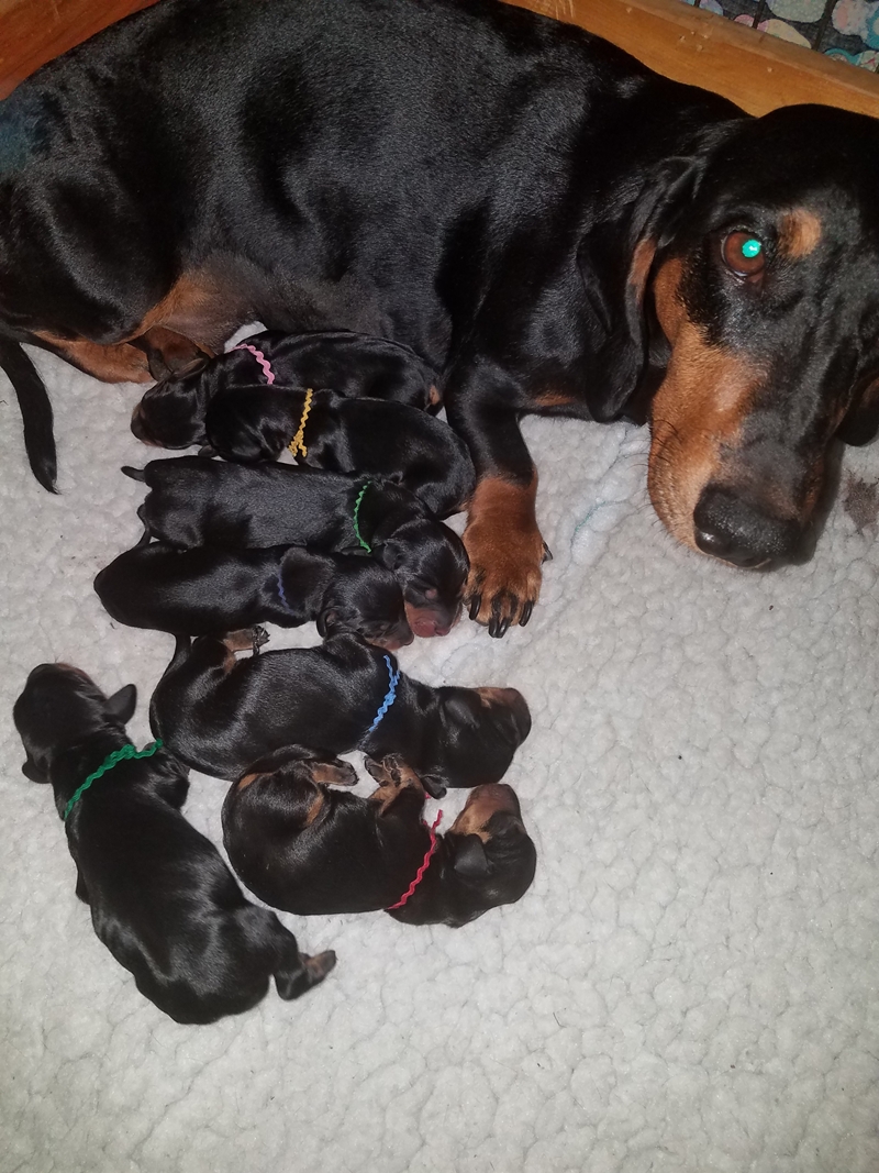 Dachshund Puppies