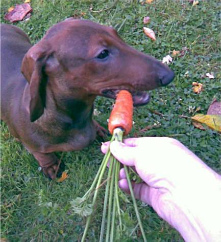 standard red dachshund puppy eats a carrot
