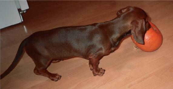 standard dachshund plays with a sugar pumpkin