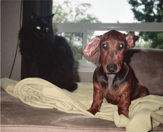 standard red dachshund puppy and cat