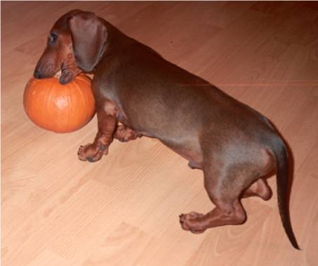 standard red dachshund puppy and a sugar pumpkin