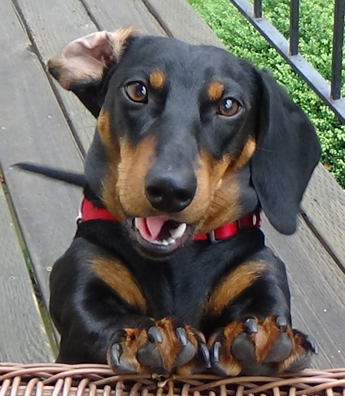 standard smooth dachshund
