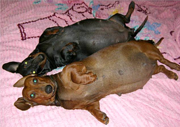 two pregnant standard smooth dachshunds