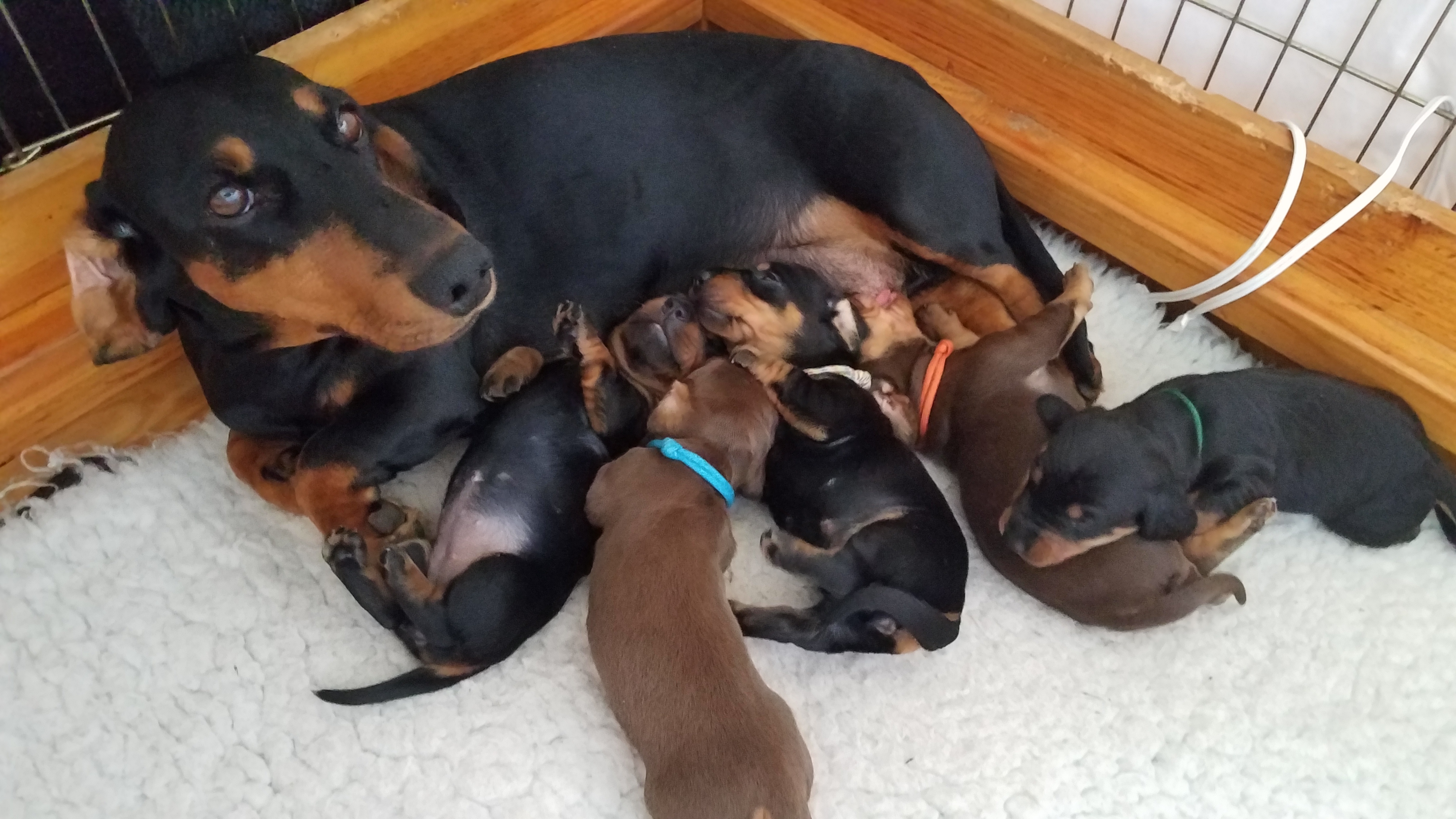 Standard Smooth Dachshund Puppies