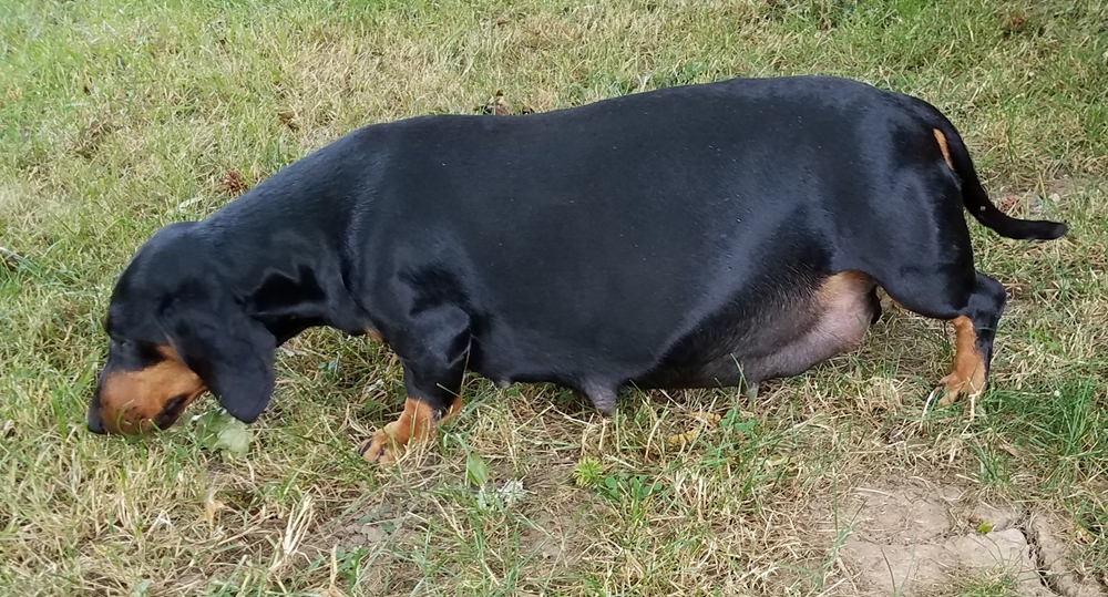 Dachshund Puppies