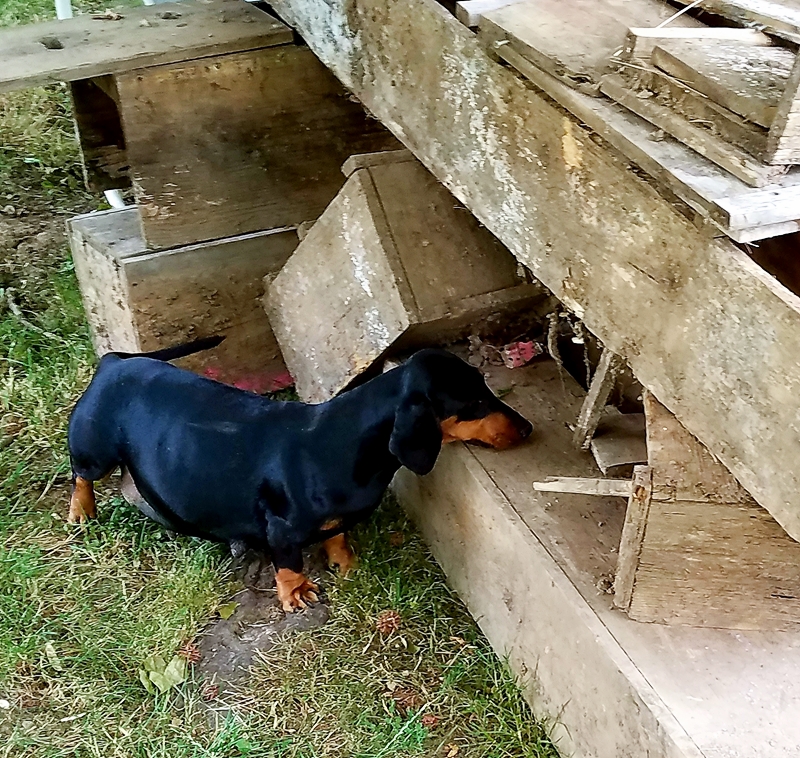 Standard Smooth Dachshund Puppies