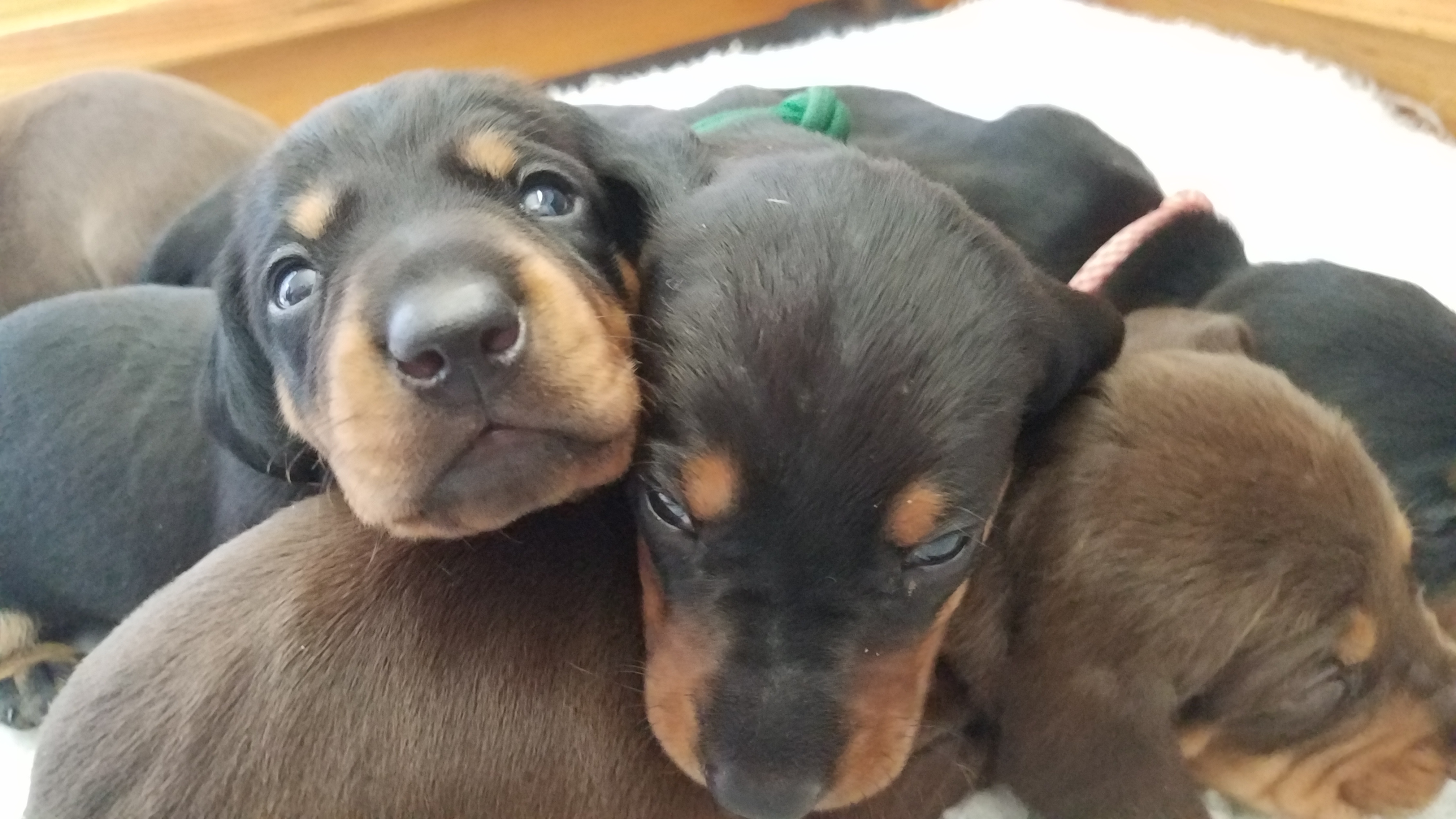 Dachshund Puppies