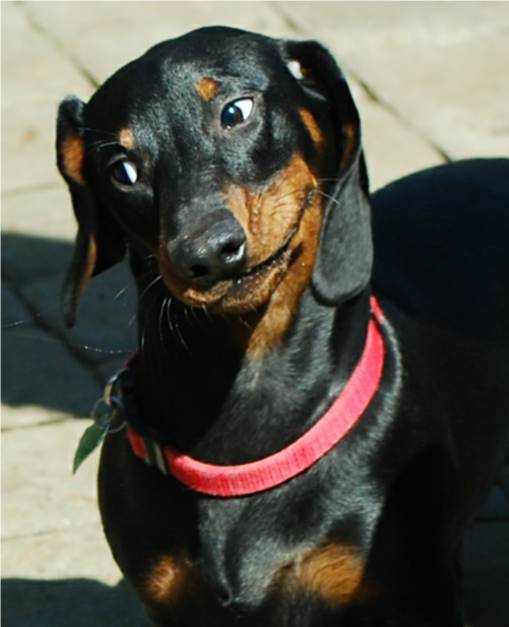 standard smooth european dachshund