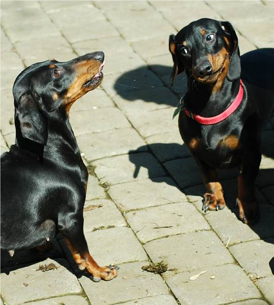 standard smooth european dachshund