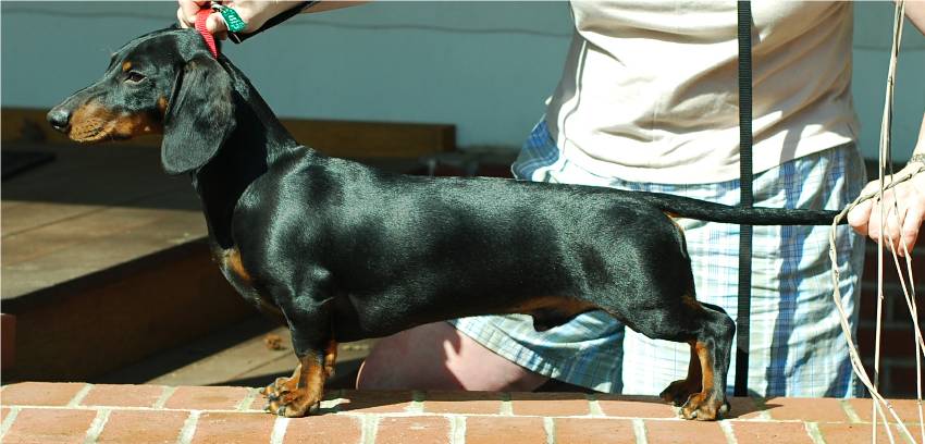 standard smooth european dachshund