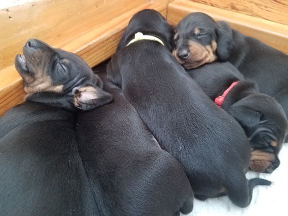 Standard Smooth Dachshund Puppy