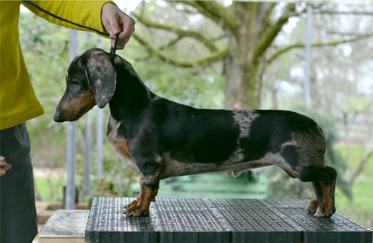 black and tan dapple standard smooth dachshund