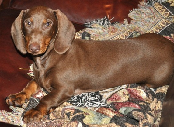 chocolate and tan standard smooth dachshund