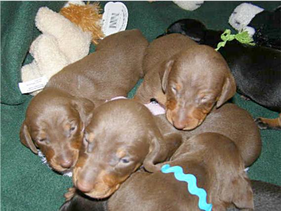 standard smooth dachshund puppies