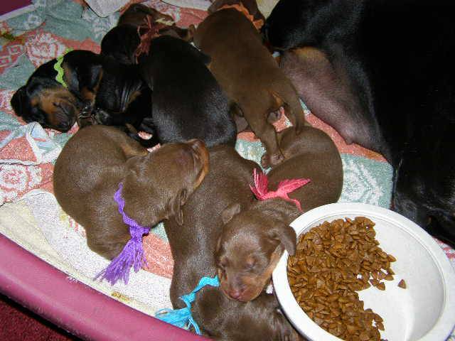 standard smooth dachshund puppies