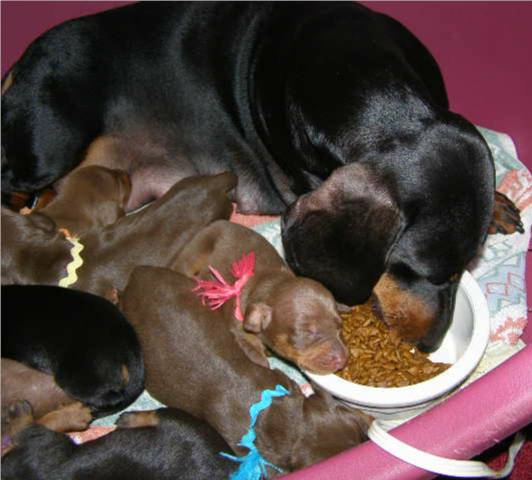 standard smooth dachshund puppies