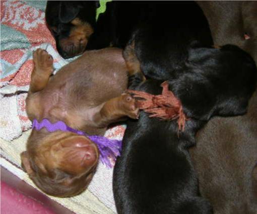 standard smooth dachshund puppies