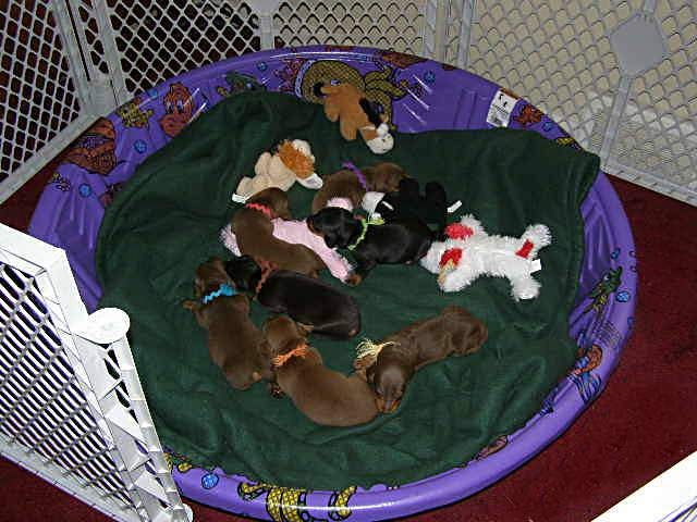 standard smooth dachshund puppies