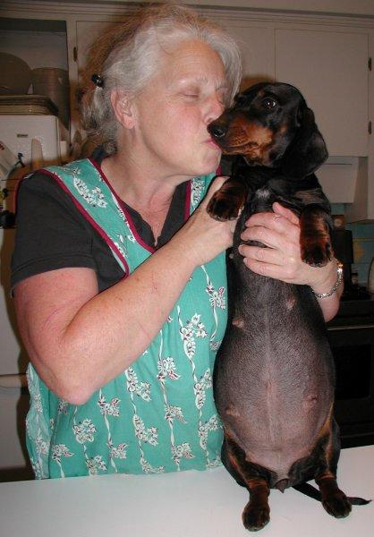 pregnant standard smooth dachshund