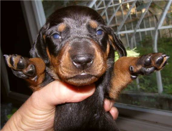 standard smooth dachshund puppies