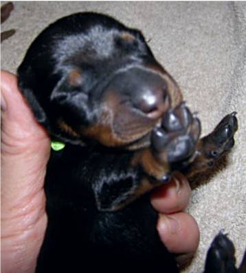 standard smooth black and tan puppy