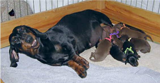 Litter of standard smooth dachshunds