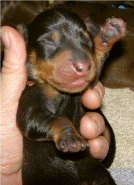 standard smooth black and tan puppy