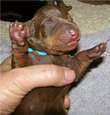 standard smooth chocolate and tan puppy