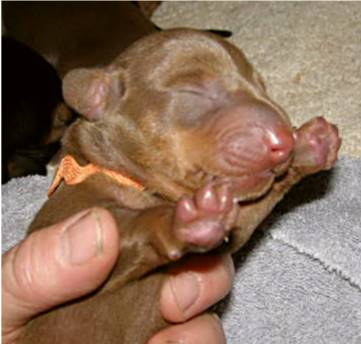 standard smooth chocolate and tan puppy