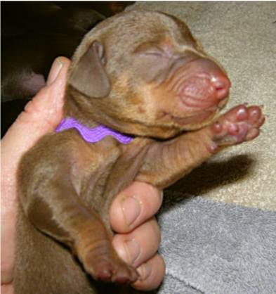 standard smooth chocolate and tan puppy