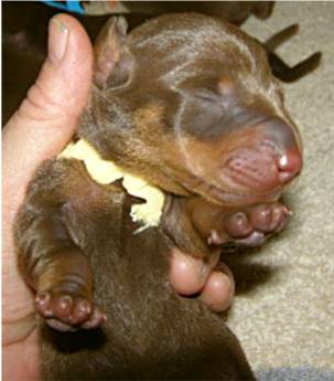 standard smooth chocolate and tan puppy