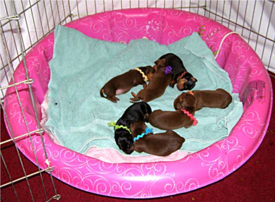 standard smooth dachshund puppies
