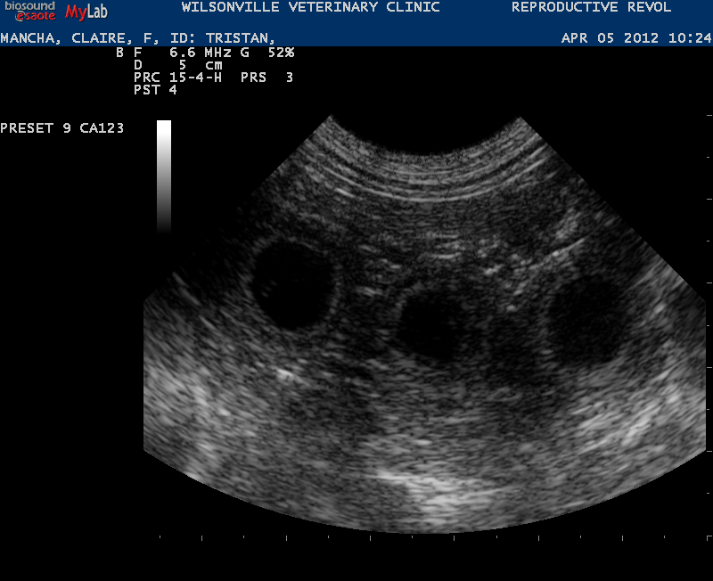 ultrasound for dachshund puppies