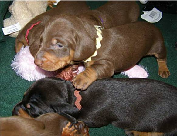 standard smooth dachshund puppies