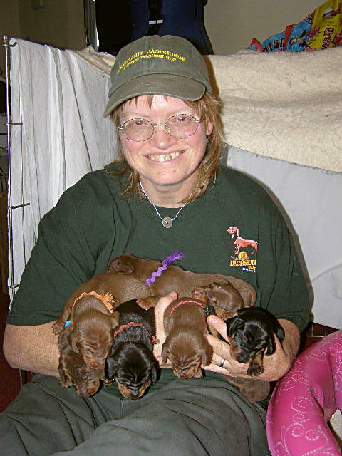 standard smooth dachshund puppies