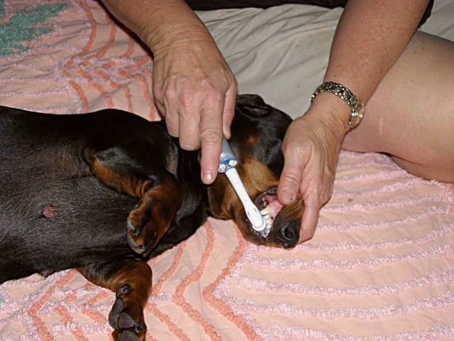 standard smooth dachshund puppies